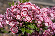 50 MOUNTAIN LAUREL White Pink Red Kalmia Latifolia Shrub Bush Seeds