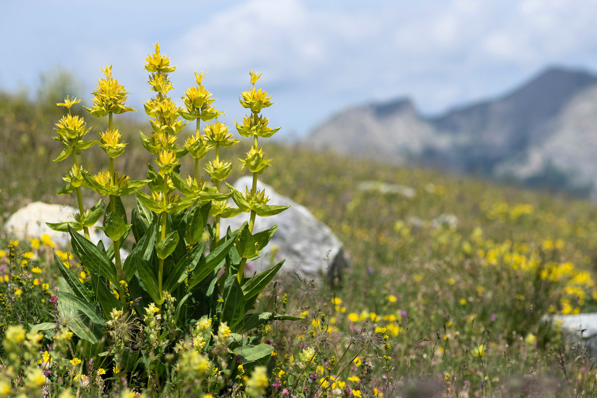 30 GREAT YELLOW GENTIAN Gentiana Lutea Herb Flower Seeds
