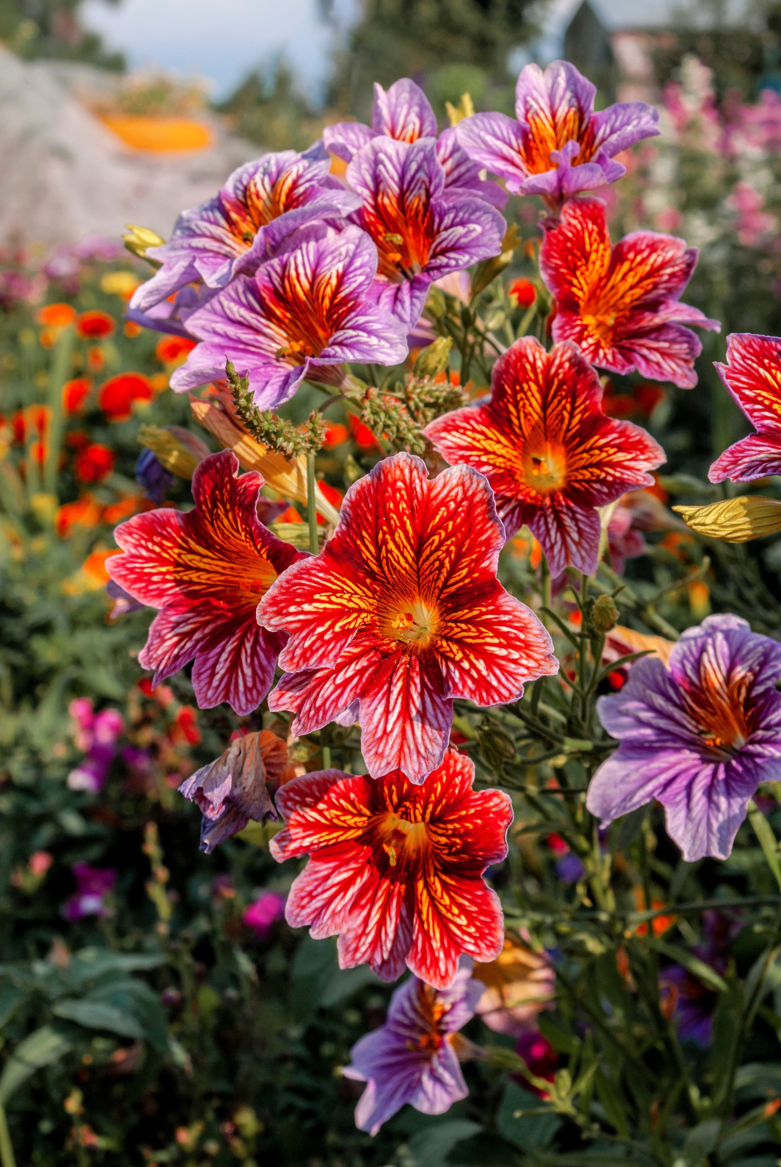 painted tongue flower seeds 200 Mixed Colors PAINTED TONGUE (Velvet Trumpet Flower) Salpiglossis G –  Trendoli