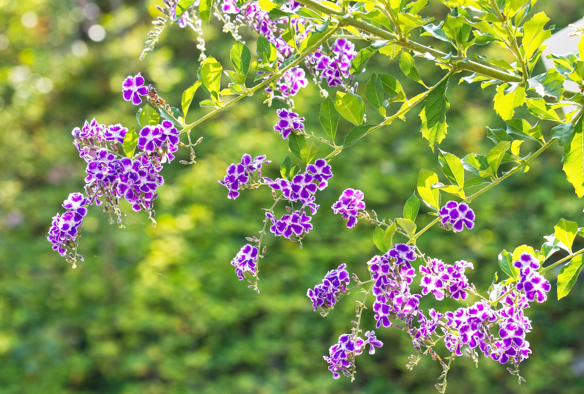 10 GOLDEN DEWDROP Duranta Erecta Repens Golden Foliage Blue Violet Purple White Flower Orange Ornamental Berry Shrub Seeds