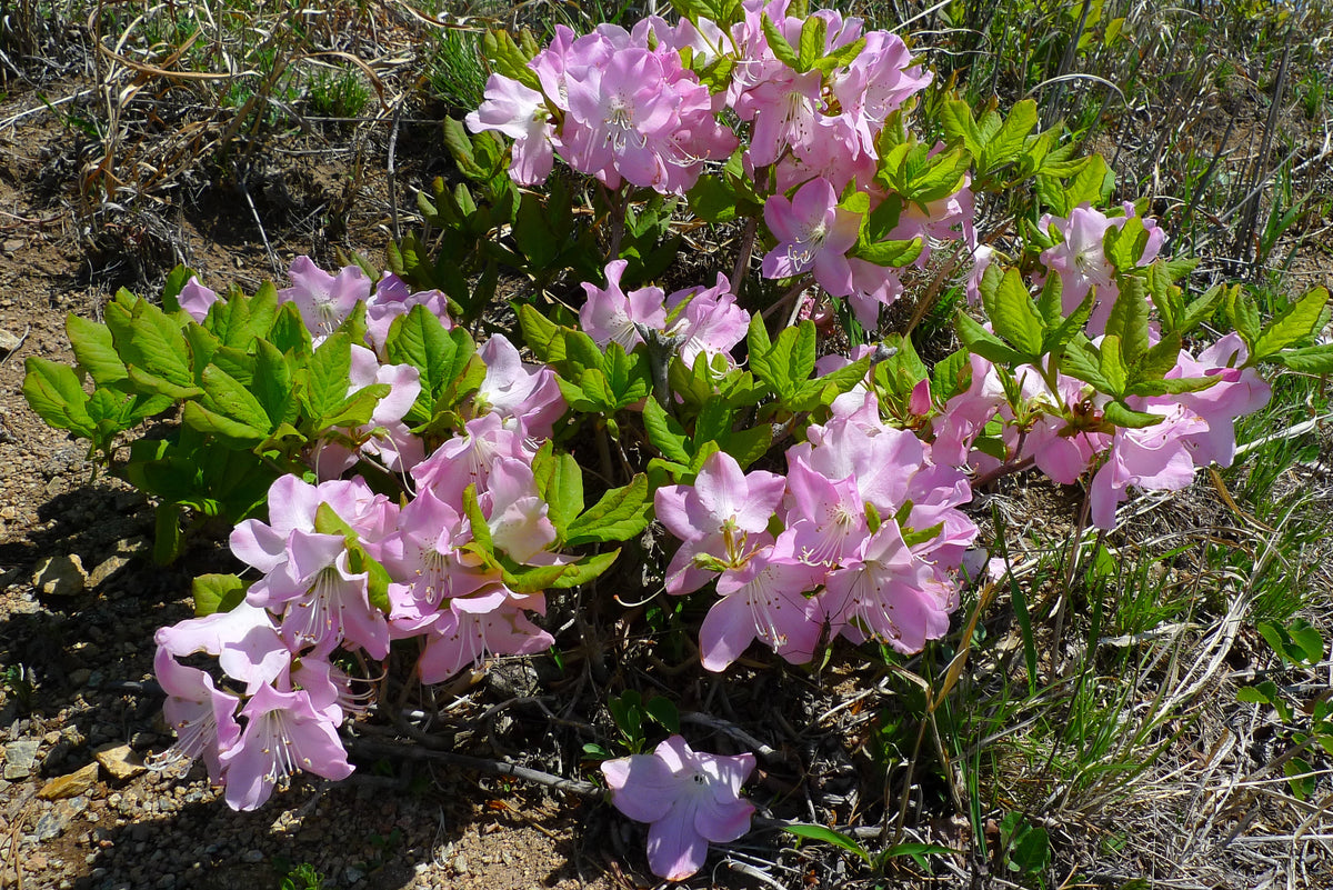 50 PINK ROYAL AZALEA Rhododendron Schlippenbachii Bush Shrub Flower Seeds
