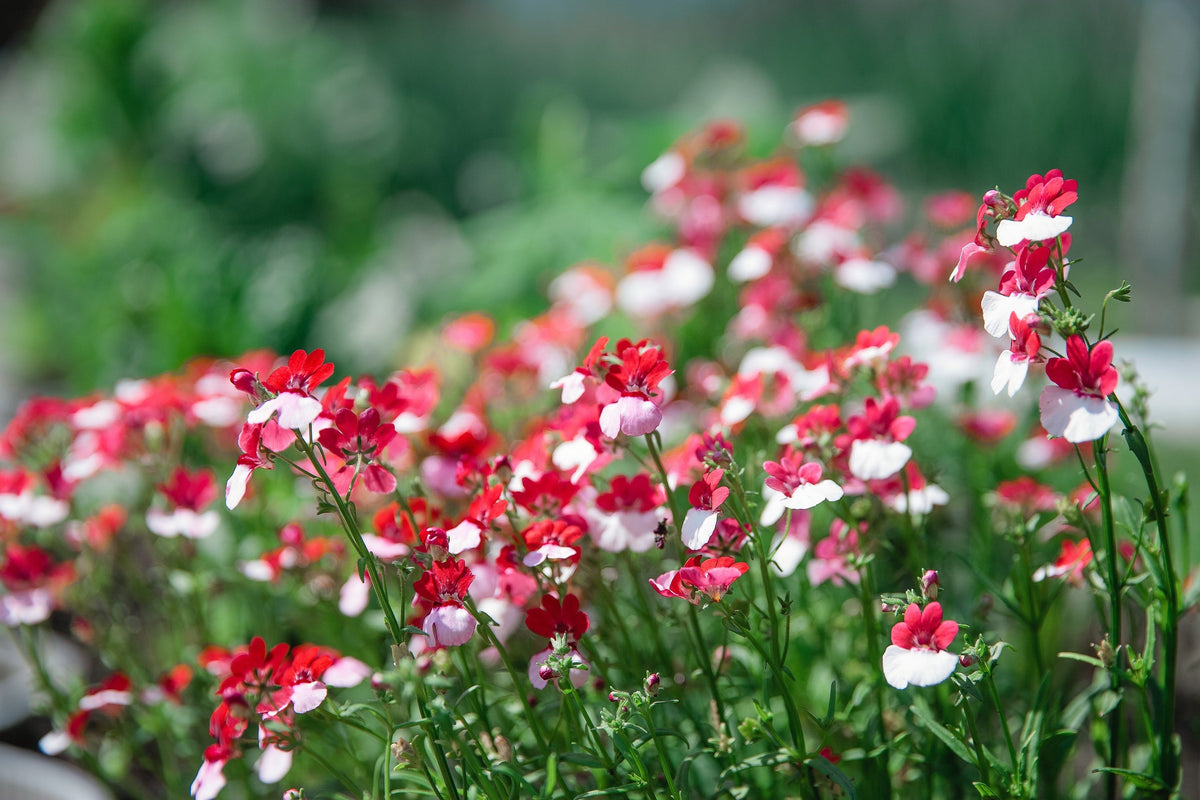 50 RED & WHITE NEMESIA Strumosa Danish Flag Fragrant Bicolor Flower Seeds