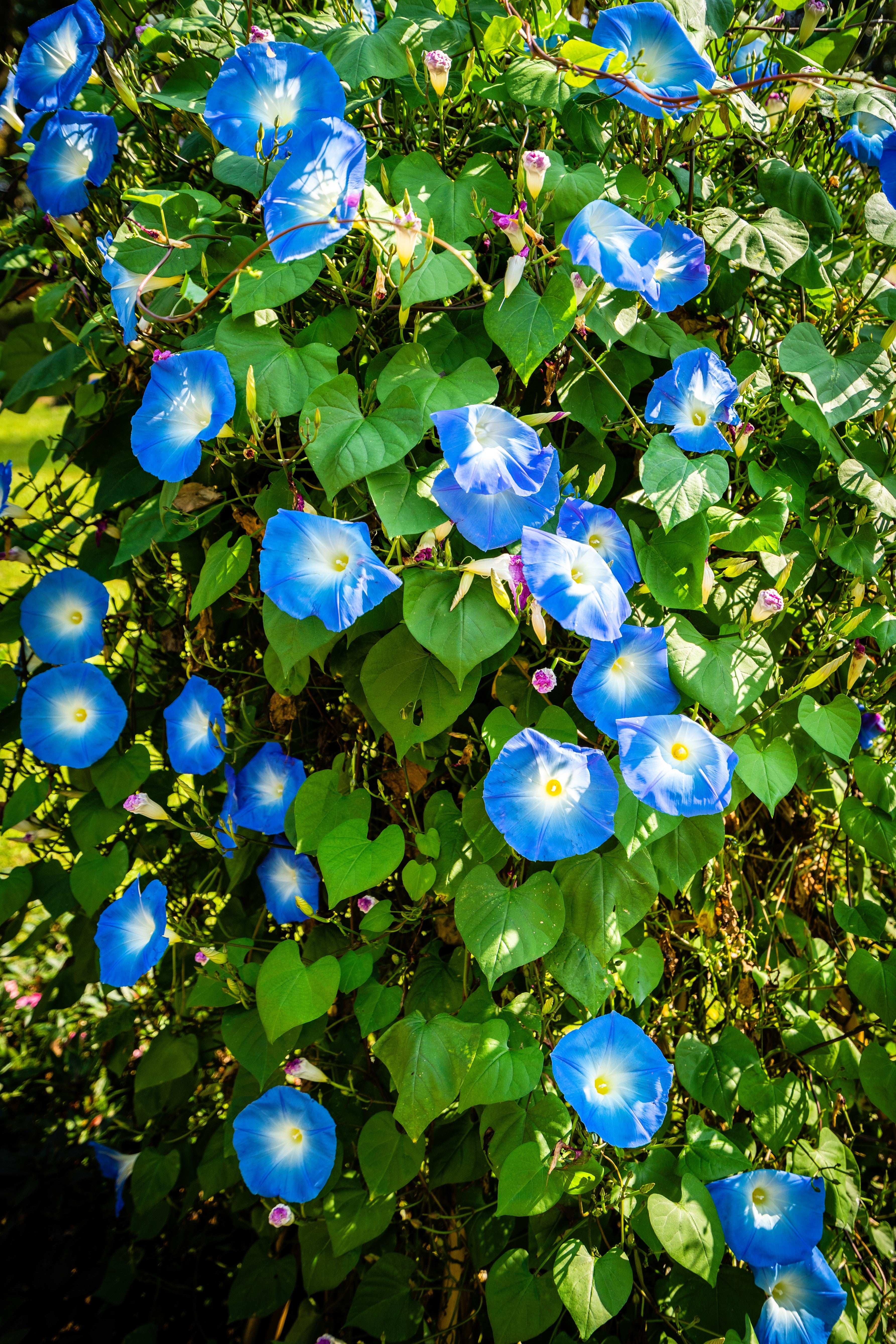 50 Heavenly BLUE MORNING GLORY Ipomoea Tricolor Vine Flower Seeds
