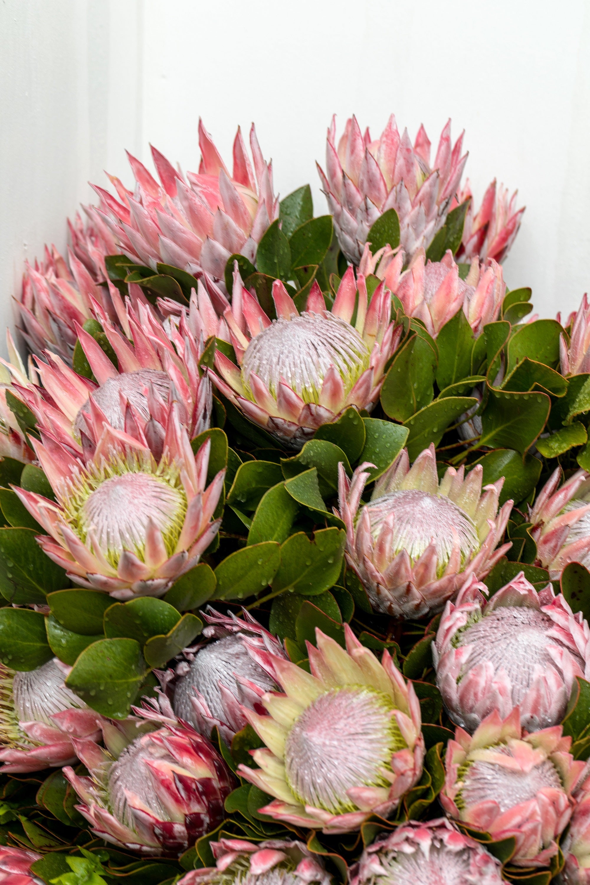 5 Giant KING PROTEA Cynaroides Sugarbush Rare 12" Flower Seeds