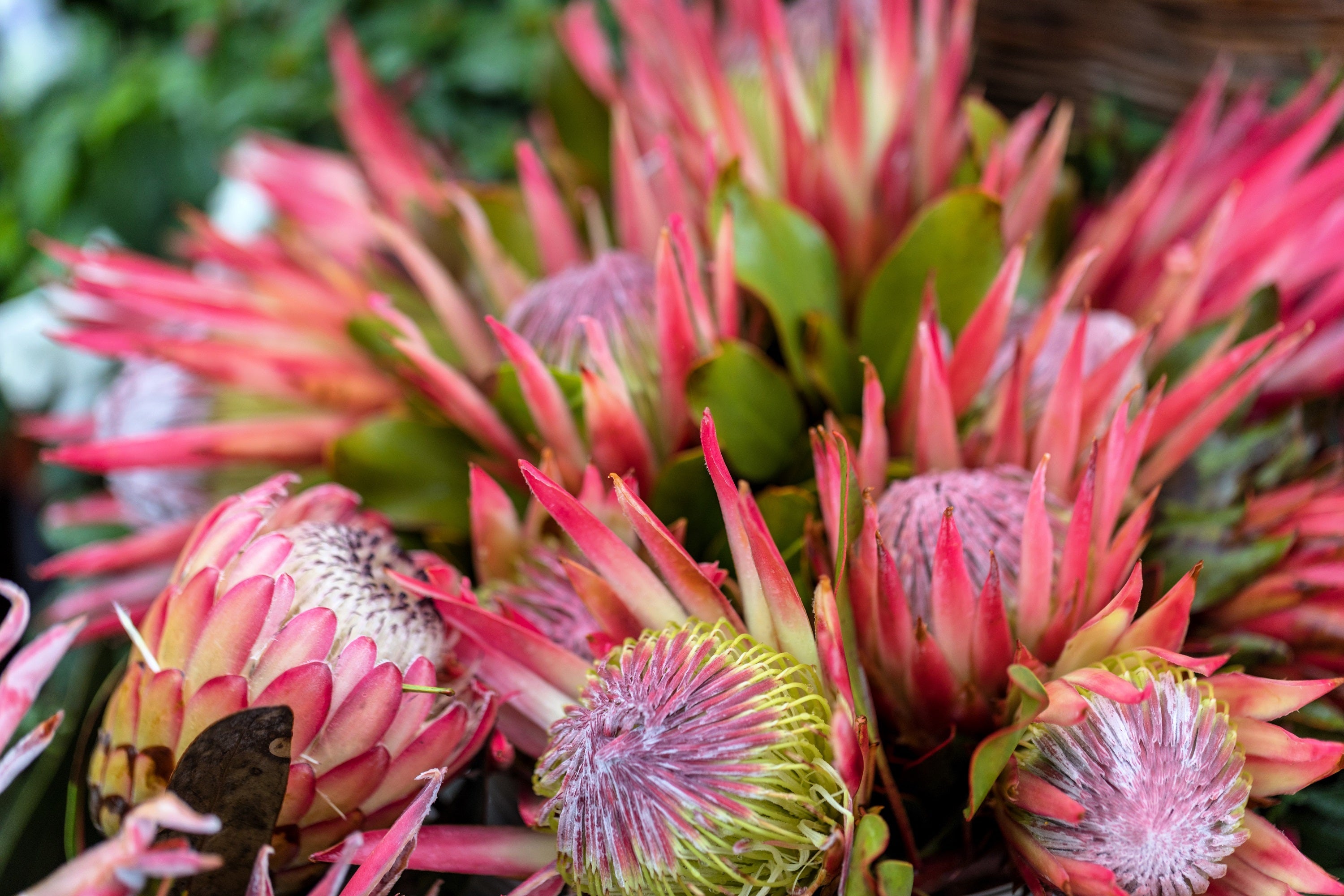 5 Giant KING PROTEA Cynaroides Sugarbush Rare 12" Flower Seeds