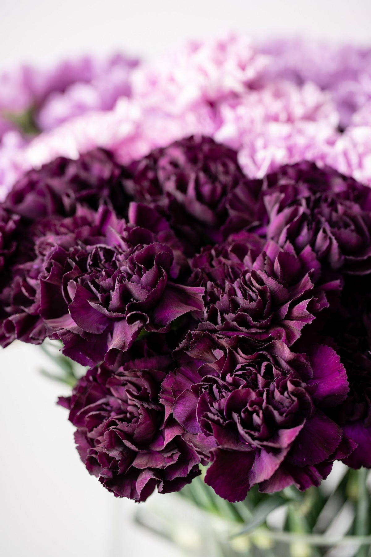 50 BLACK CARNATION King of Blacks Dianthus Caryophyllus Grenadin Double Flower Seeds