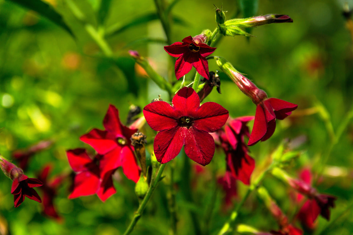 100 Red CRIMSON KING NICOTIANA (Ornamental Flowering Tobacco) Nicotiana Affinis Flower Seeds