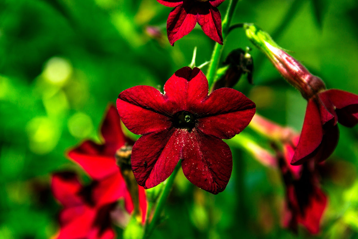 100 Red CRIMSON KING NICOTIANA (Ornamental Flowering Tobacco) Nicotiana Affinis Flower Seeds