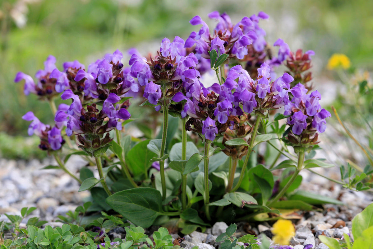 50 PAGODA MIX PRUNELLA Grandiflora Bigflower Selfheal Blue Pink etc Flower Seeds