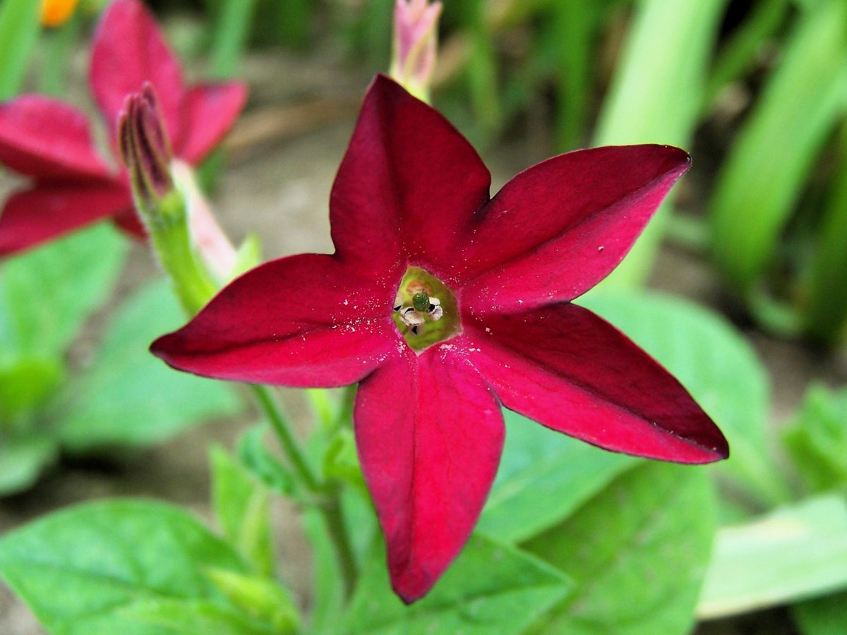 100 Red CRIMSON KING NICOTIANA (Ornamental Flowering Tobacco) Nicotiana Affinis Flower Seeds
