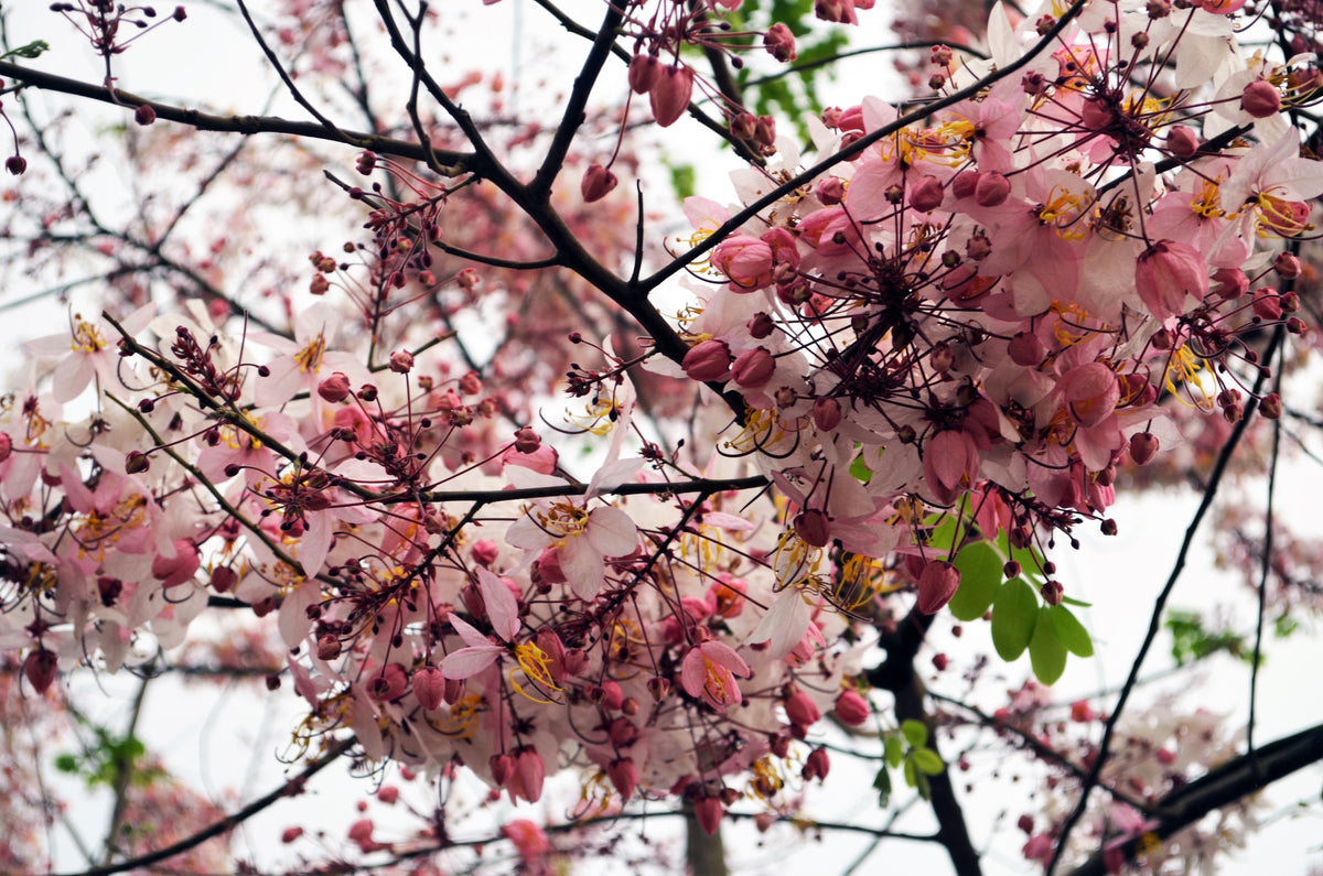 5 PINK SHOWER TREE Cassia Javanica aka Rainbow Shower & Apple Blossom Tree Two Tone Pink, White, Yellow Flower Seeds