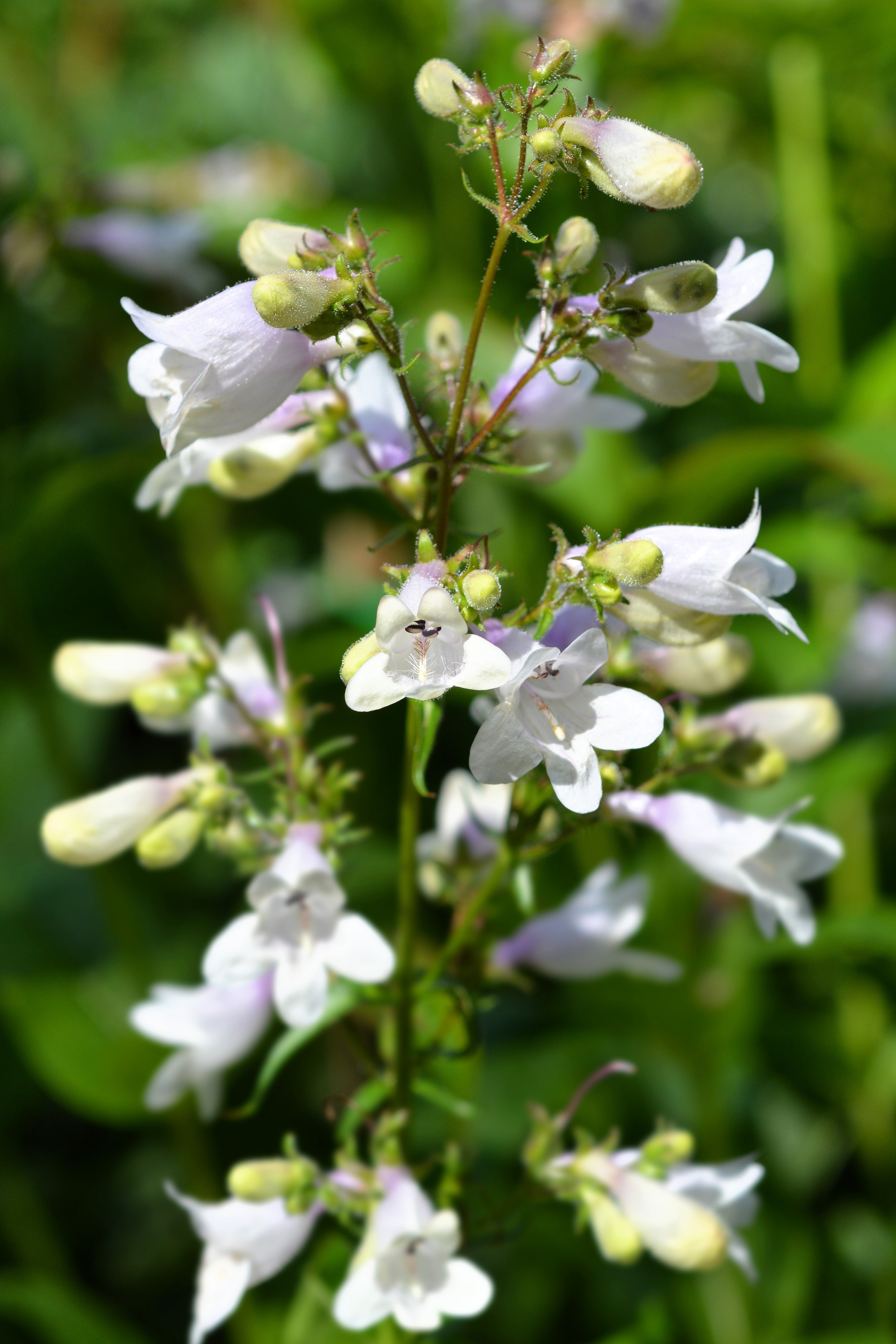 1000 WHITE FOXGLOVE BEARDTONGUE Penstemon Digitalis Flower Seeds