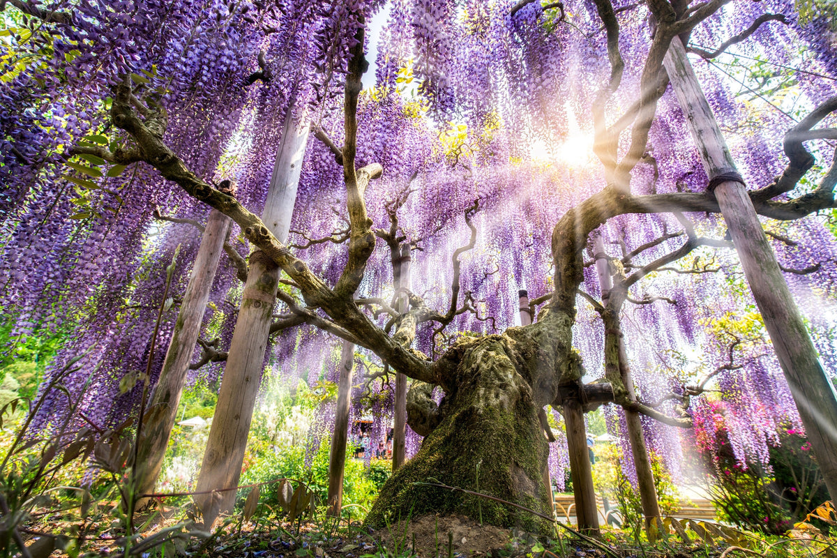 5 JAPANESE WISTERIA Floribunda Flower Purple Ornamental Vine Climber Seeds