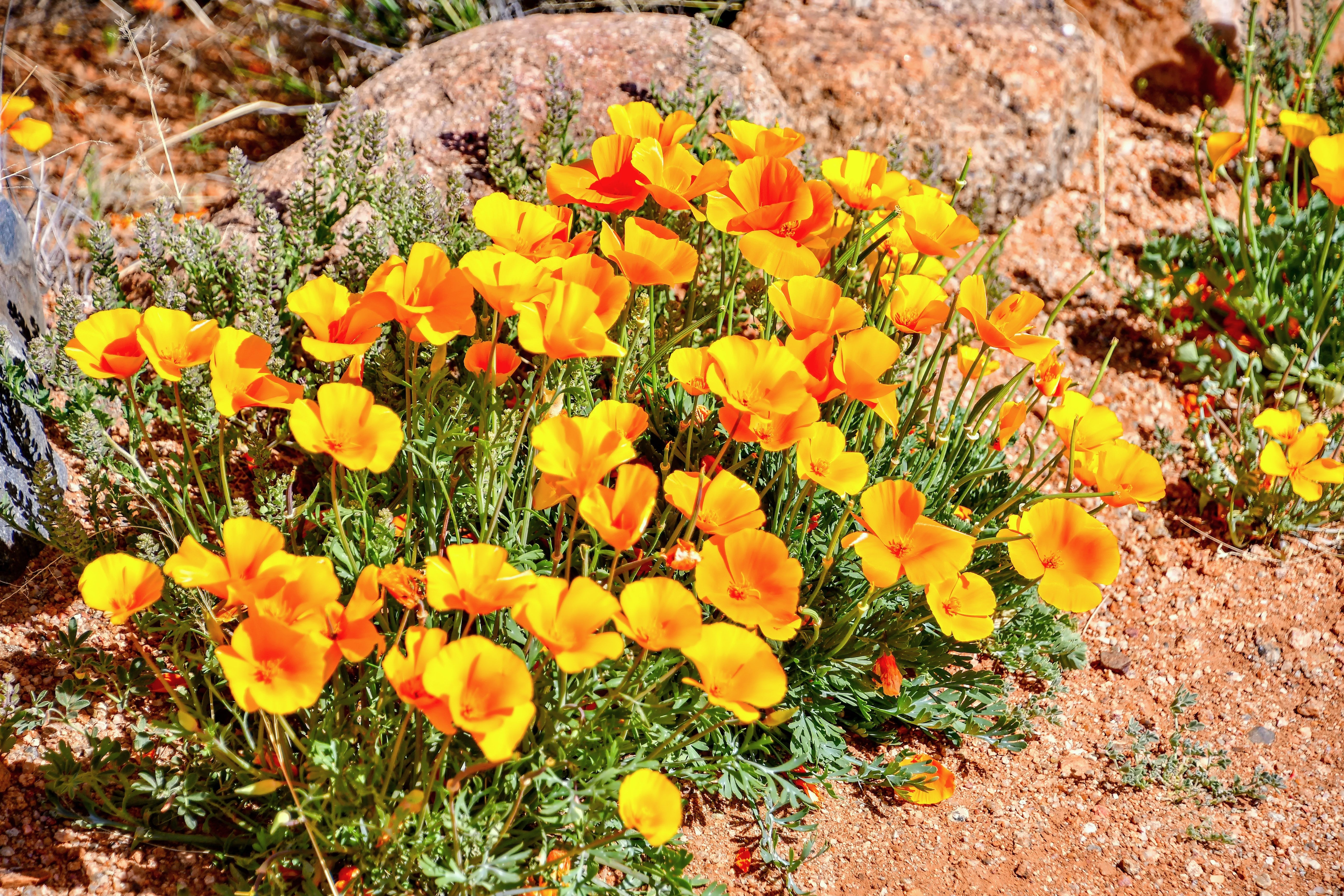 1000 DWARF Yellow CALIFORNIA Tufted POPPY Eschscholzia Caespitosa Flower Seeds