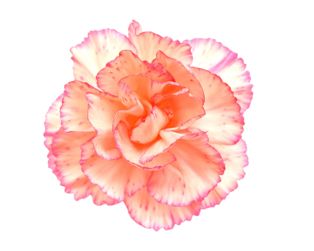 50 PICOTEE MIX CARNATION Dianthus Caryophyllus Double Bicolor Striped Flower Seeds