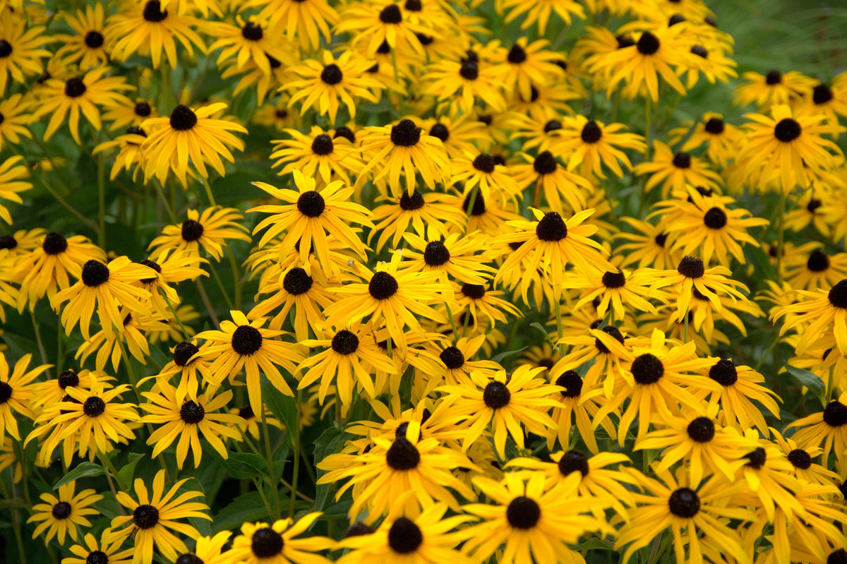 2000 BLACK EYED SUSAN Rudbeckia Hirta Yellow Heirloom Native Flower Seeds