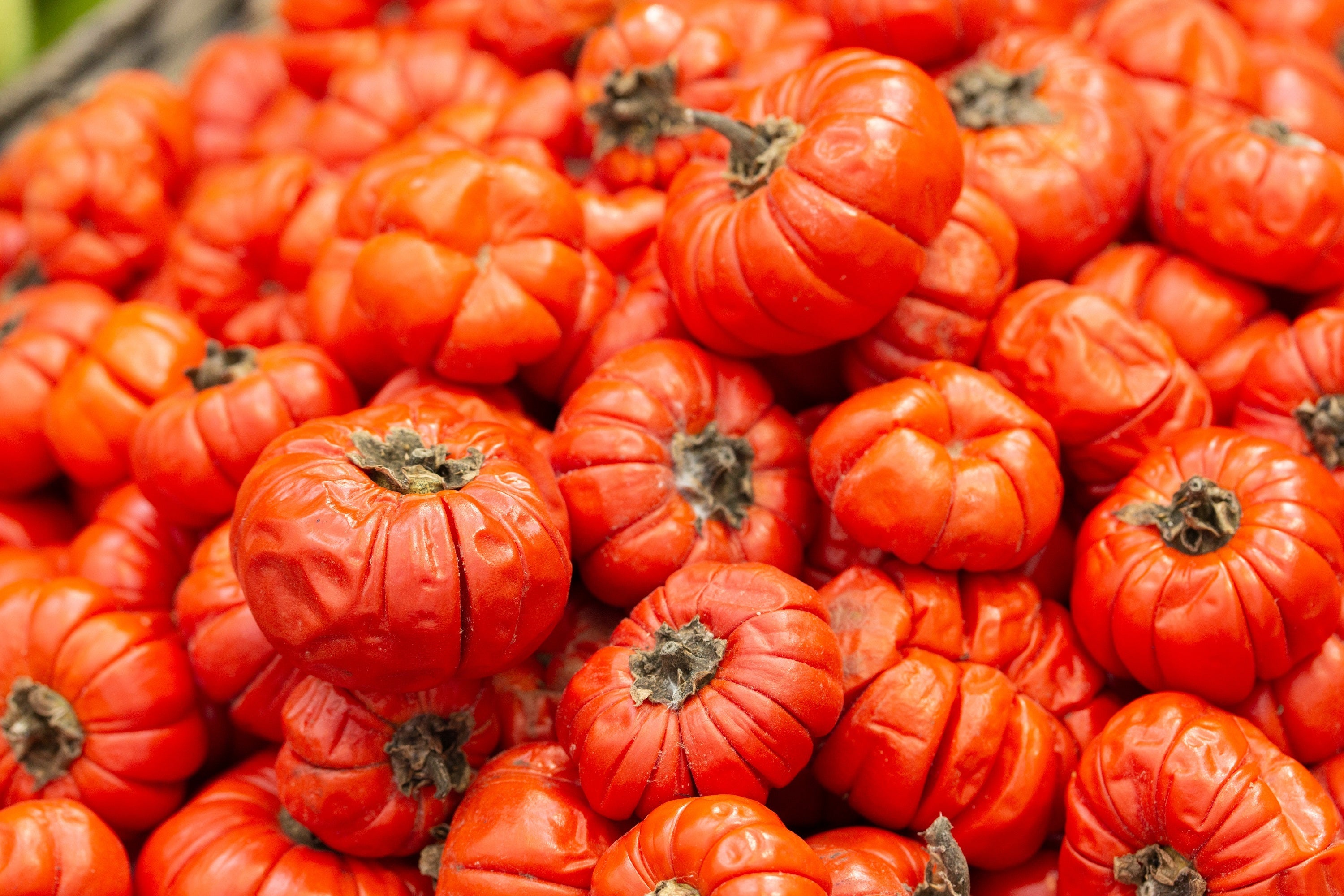 25 RUFFLED RED EGGPLANT Pumpkin On A Stick Edible & Ornamental Solanum Melongena Seeds
