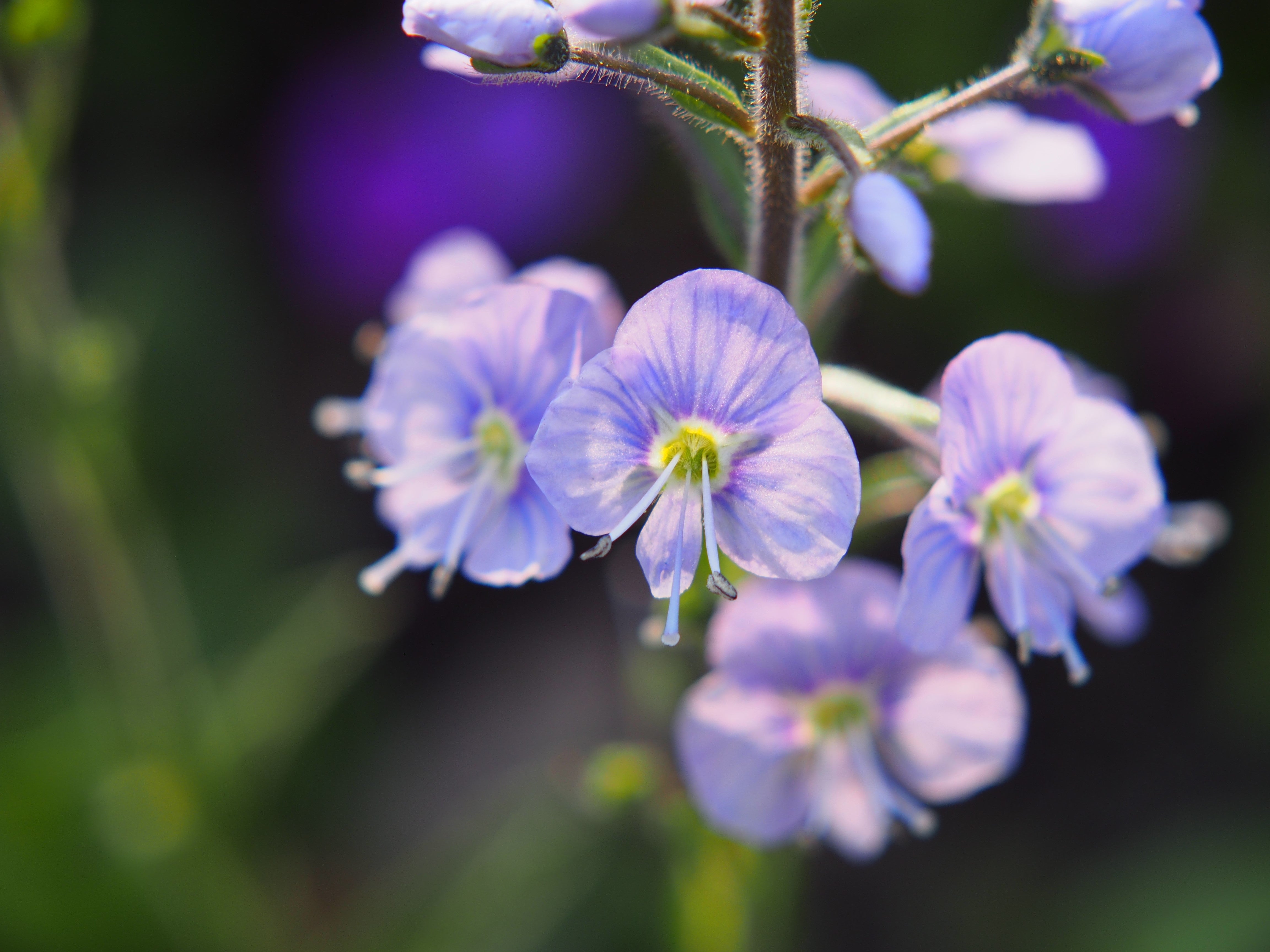 25 BLUE STREAK SPEEDWELL Veronica Gentianoides Flower Seeds