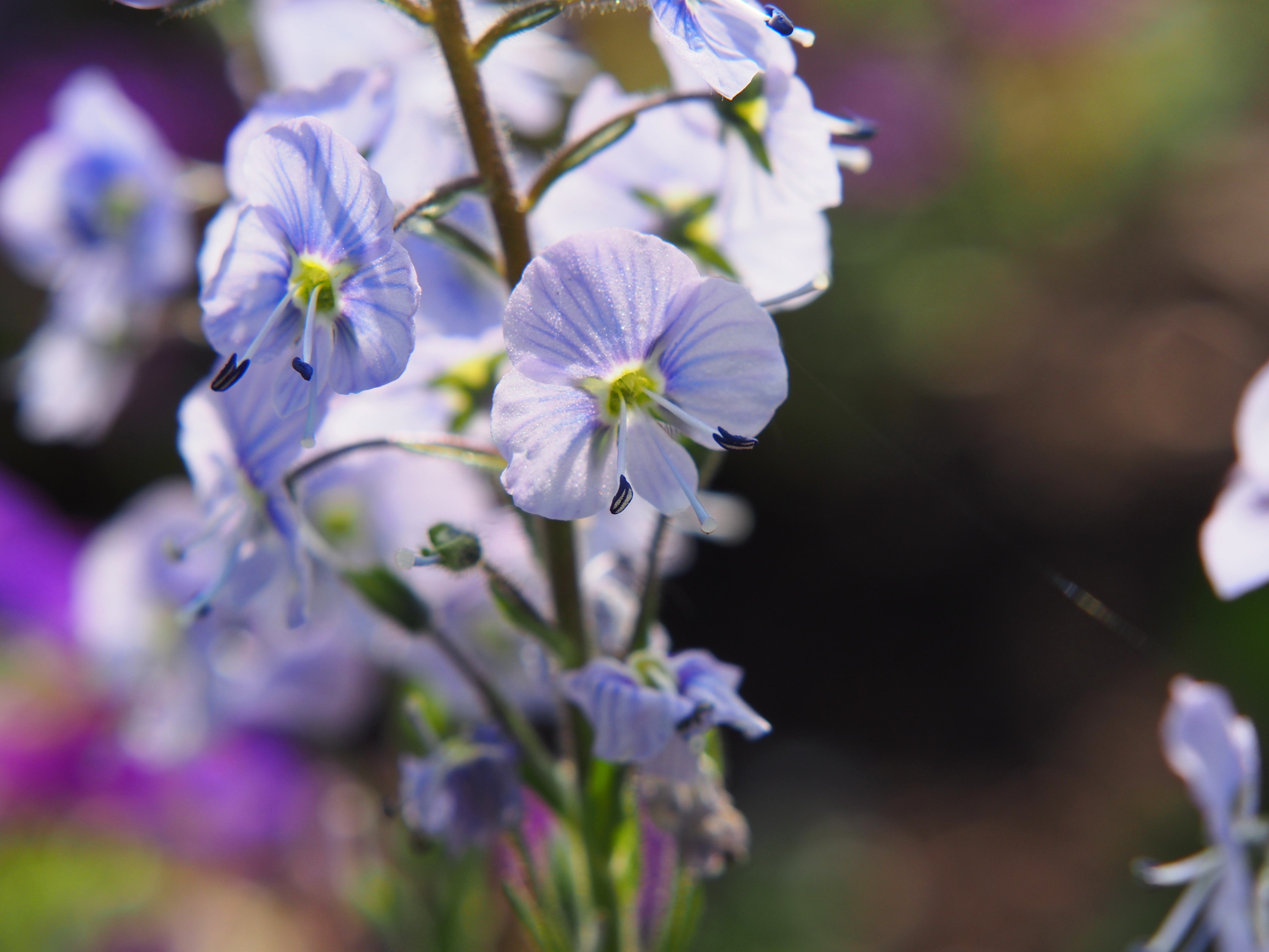 25 BLUE STREAK SPEEDWELL Veronica Gentianoides Flower Seeds