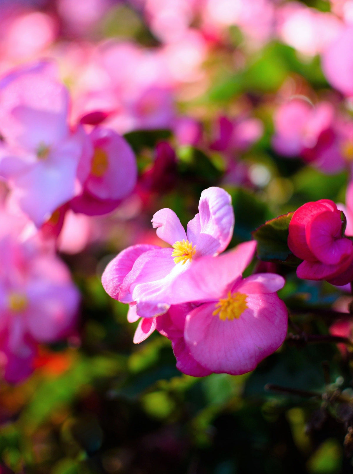 25 Rose PINK WAX BEGONIA Semperflorens Fibrous Shade Flower Seeds