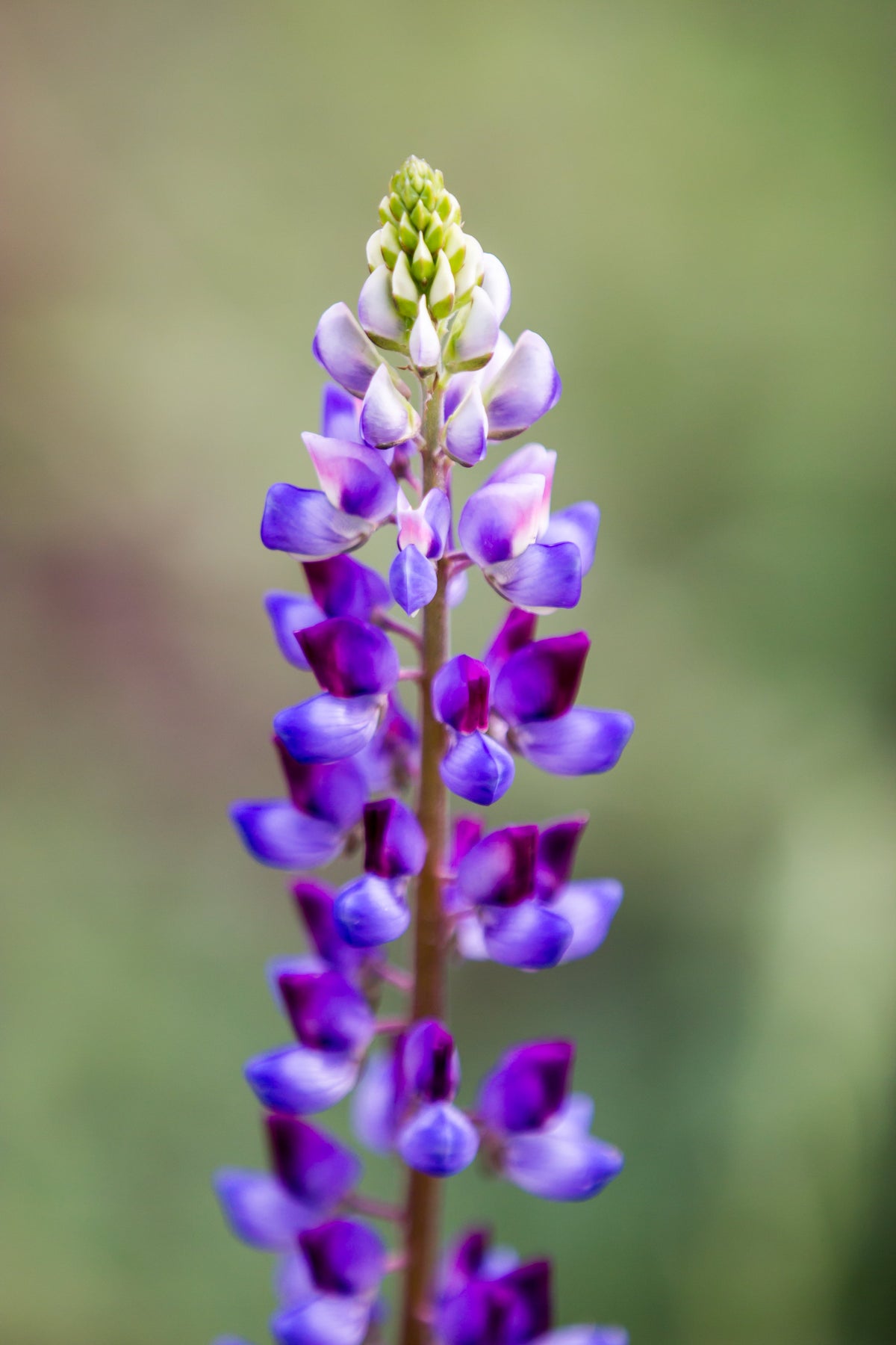 100 ARROYO LUPINE (Hollowleaf Lupine / Succulent Lupine) Lupinus Succulentus Flower Seeds