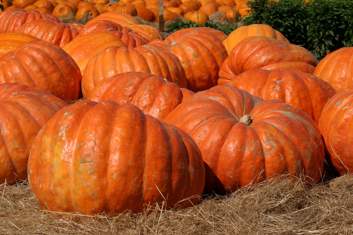 10 Dill's ATLANTIC GIANT PUMPKIN Up to 2000 lb Cucurbita Vegetable Seeds