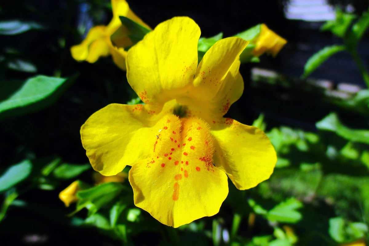 250 YELLOW MONKEY FLOWER Mimulus Grandiflorus Perennial Flower Seeds