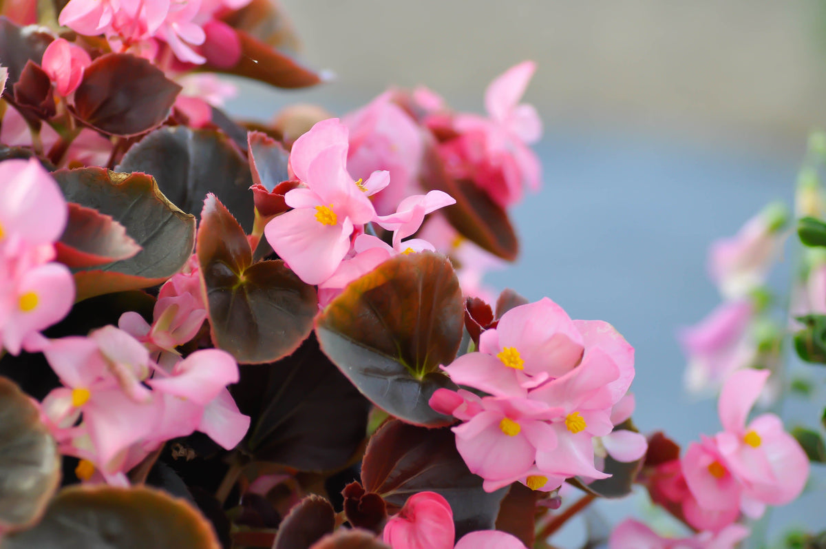 25 WAX MIXED BEGONIA Semperflorens Fibrous Mixed Colors Red Pink White Two Tone Shade Flower Seeds