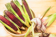35 BLOODY BUTCHER Red CORN Edible & Ornamental Heirloom Zea Mays Vegetable Seeds