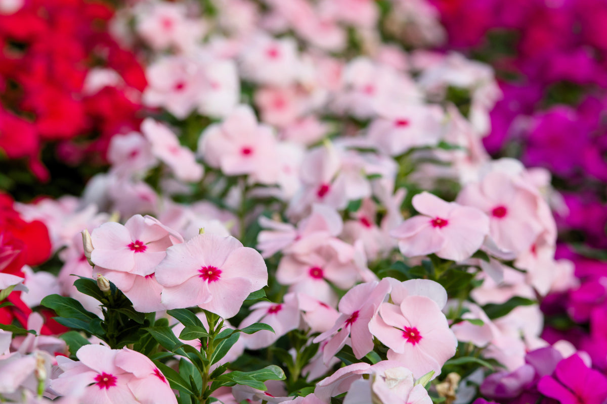 100 DWARF Little MIX PERIWINKLE / Vinca Rosea Flower Seeds