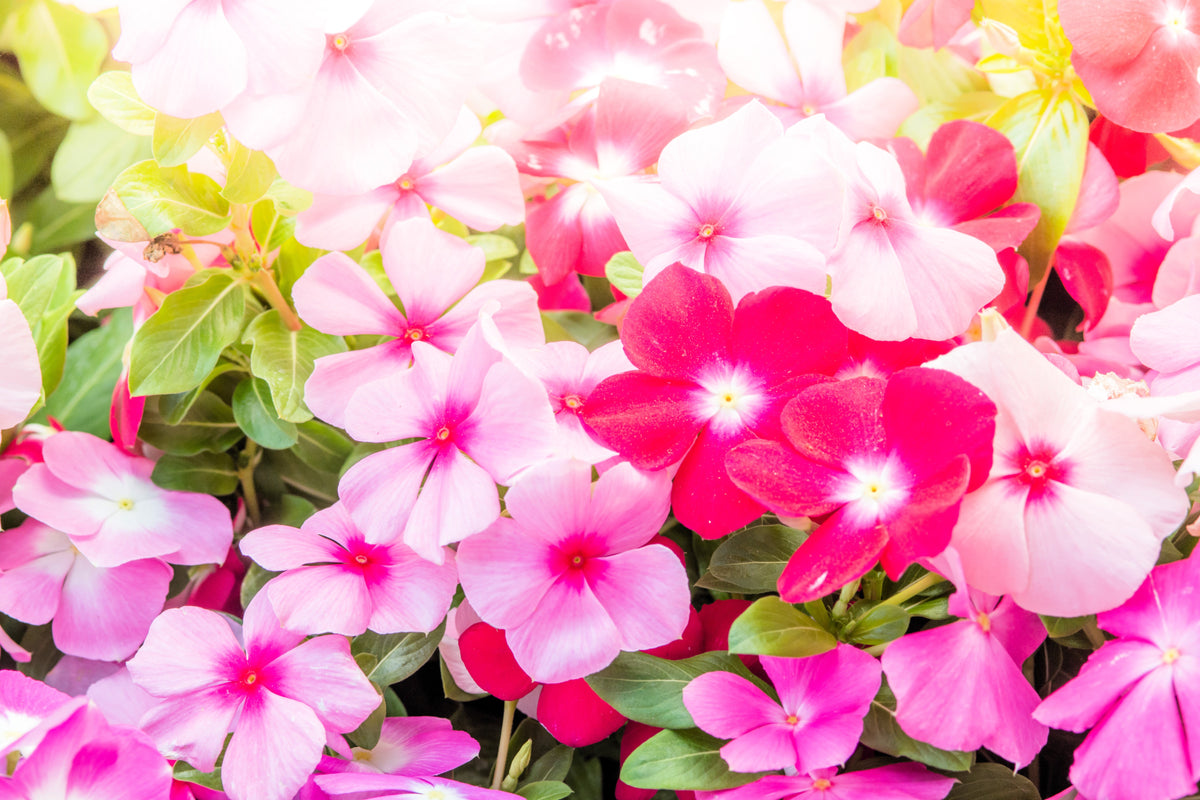 100 DWARF Little MIX PERIWINKLE / Vinca Rosea Flower Seeds