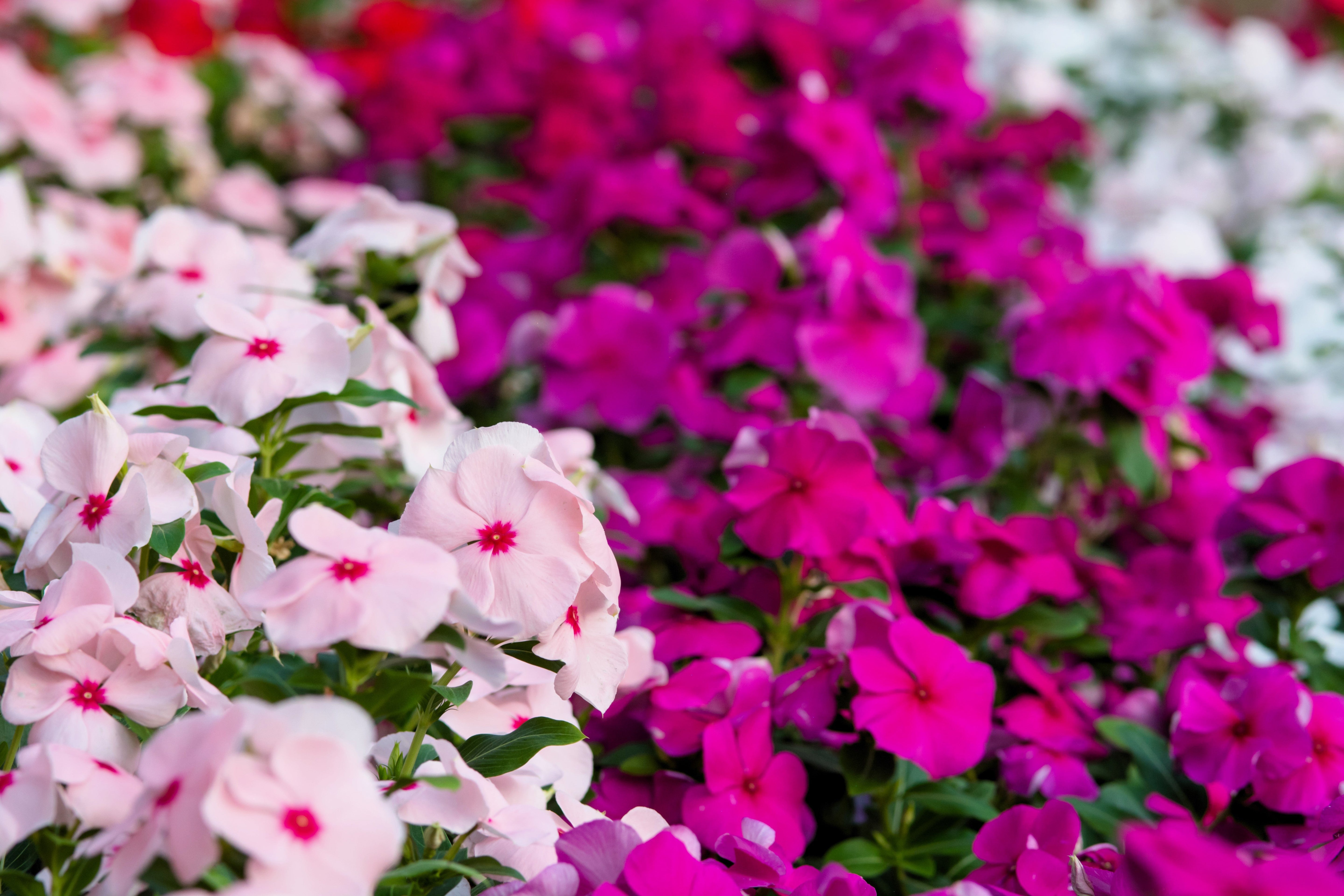 100 DWARF Little MIX PERIWINKLE / Vinca Rosea Flower Seeds