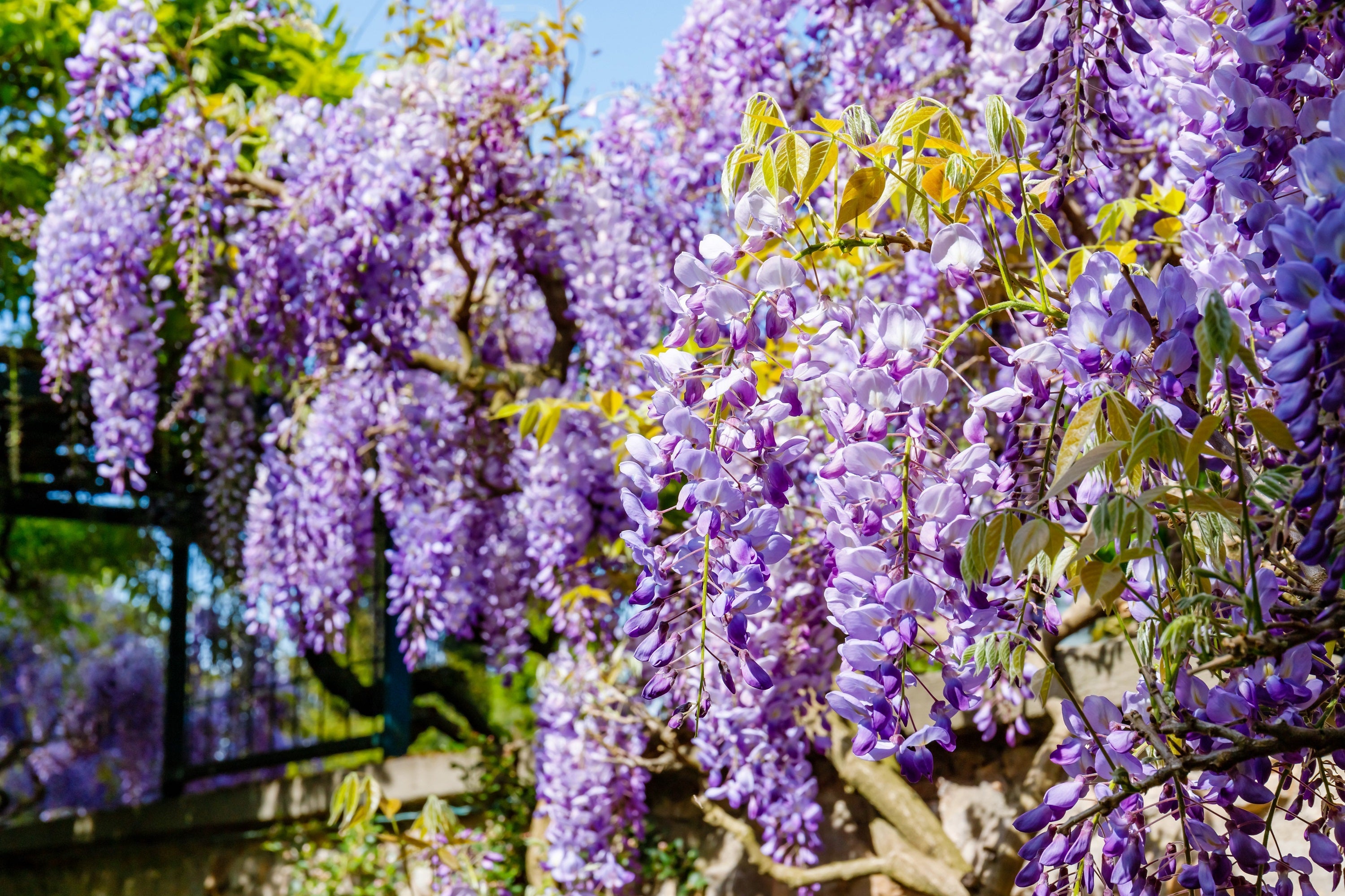 5 BLUE CHINESE WISTERIA Sinensis Ornamental Vine Climber Blue Violet Purple Flower Seeds