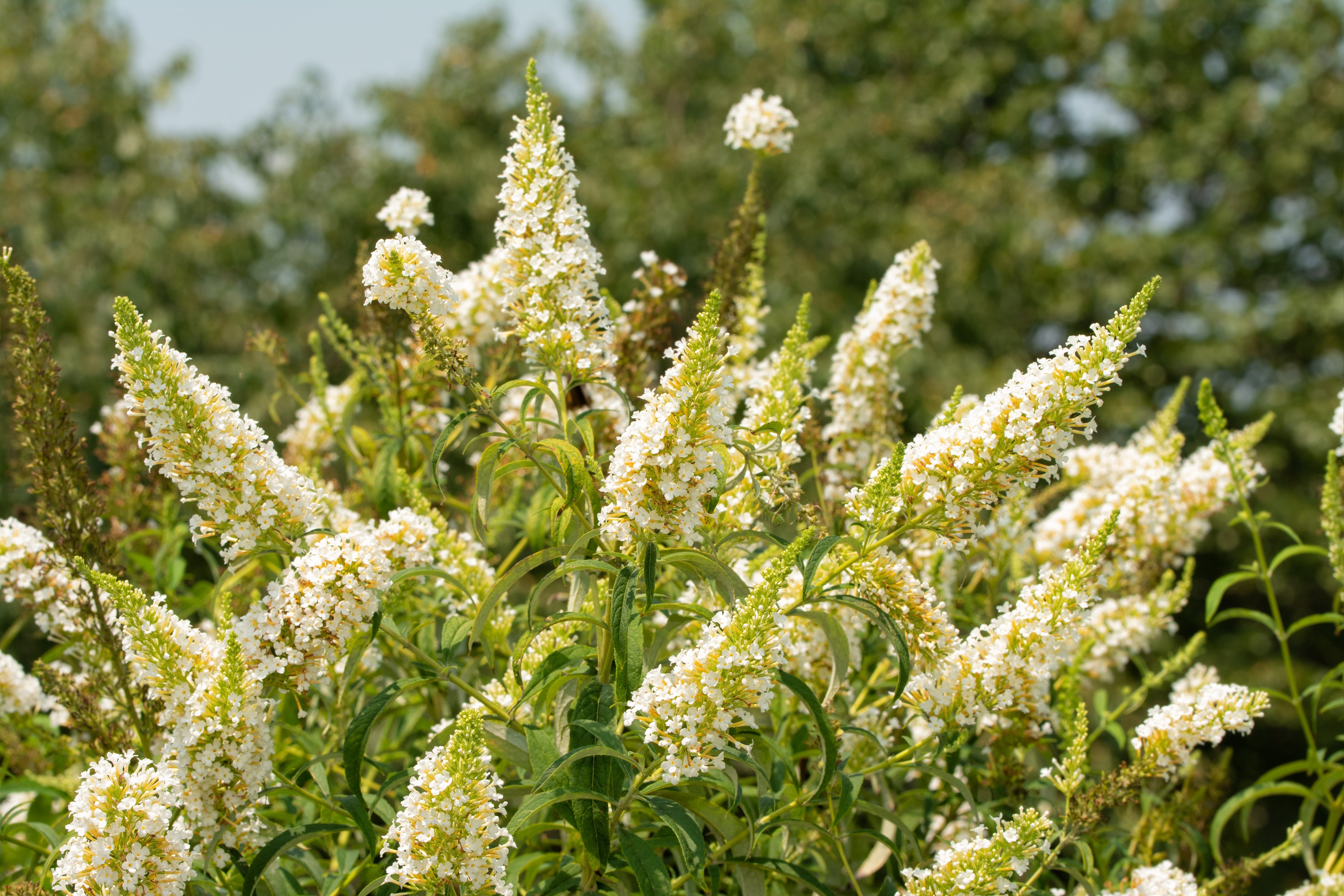 50 WHITE BUTTERFLY BUSH Buddleja Davidii Flower Seeds