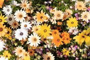 1000 MIXED AFRICAN DAISY ( Cape Marigold / Sun Marigold ) Dimorphotheca Sinuata Flower Seeds
