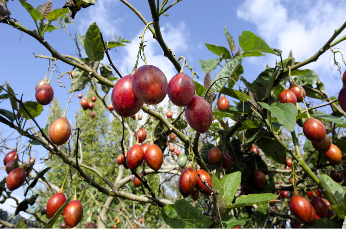 10 TAMARILLO / TREE TOMATO Cyphomandra Betacea Solanum Fruit Tree Seeds