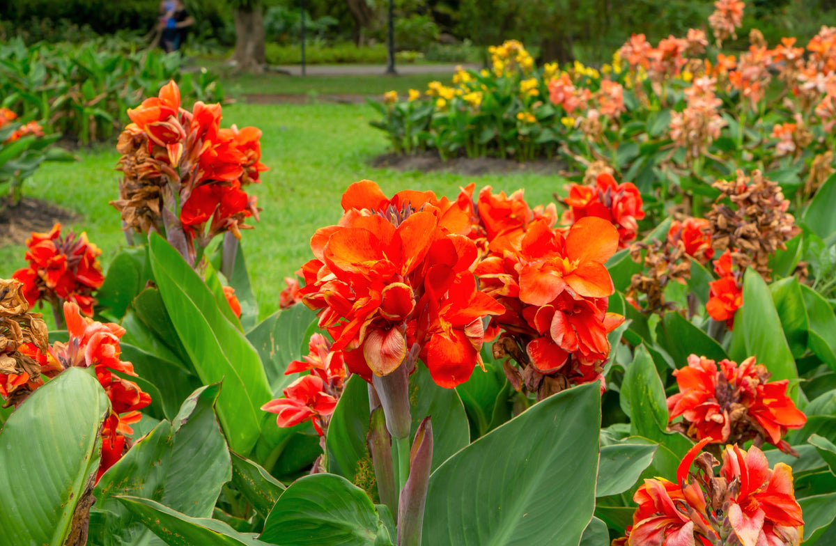 5 ORANGE CANNA LILY Indian Shot Arrowroot Canna Indica Flower Seeds