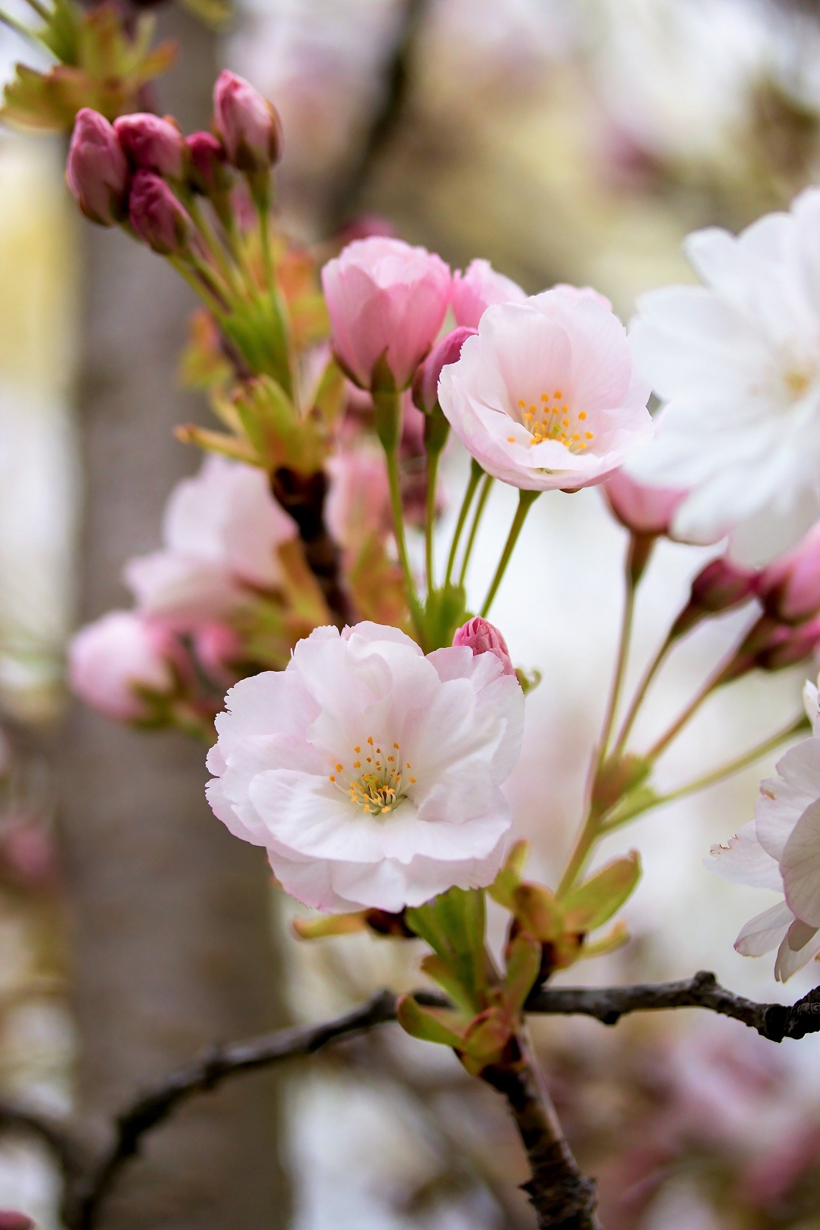 10 Japanese MOUNTAIN CHERRY Hill Cherry Prunus Serrulata Spontanea Pink & White Flowers Red Fruit Tree Seeds