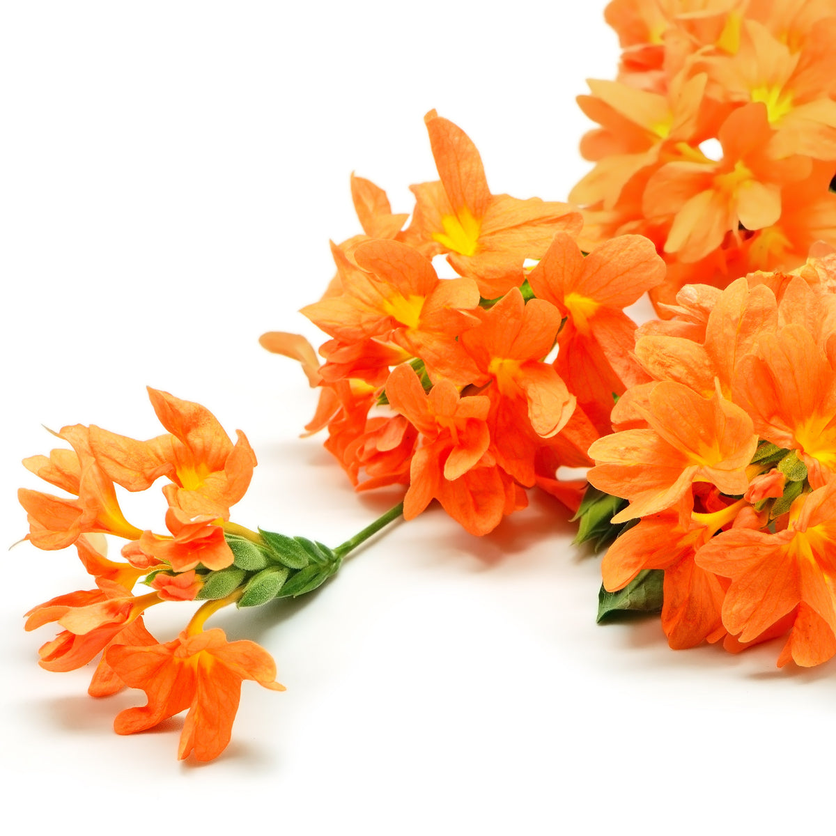 10 ORANGE MARMALADE CROSSANDRA Infundibuliformis Firecracker Flower Houseplant Seeds