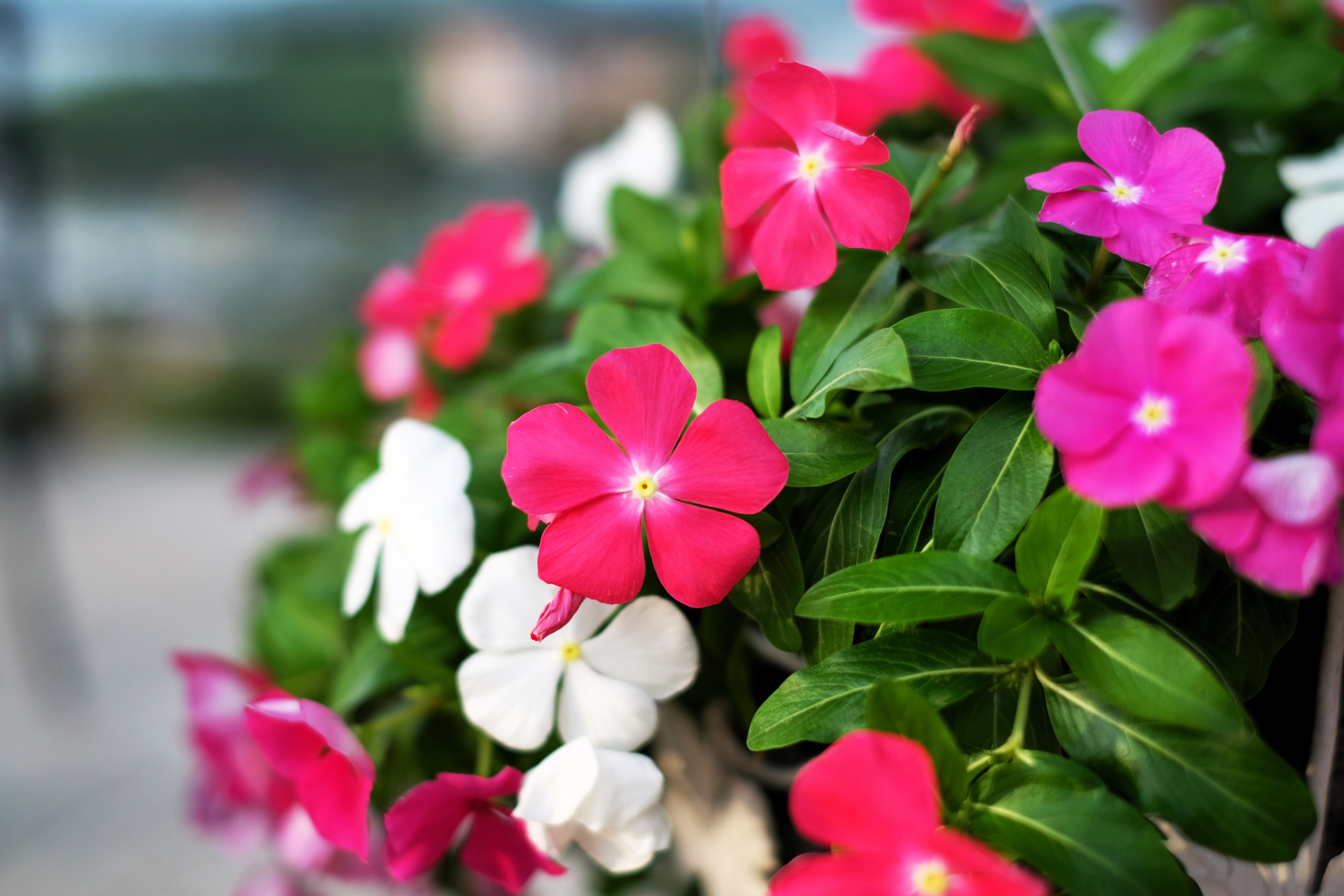 100 DWARF Little MIX PERIWINKLE / Vinca Rosea Flower Seeds