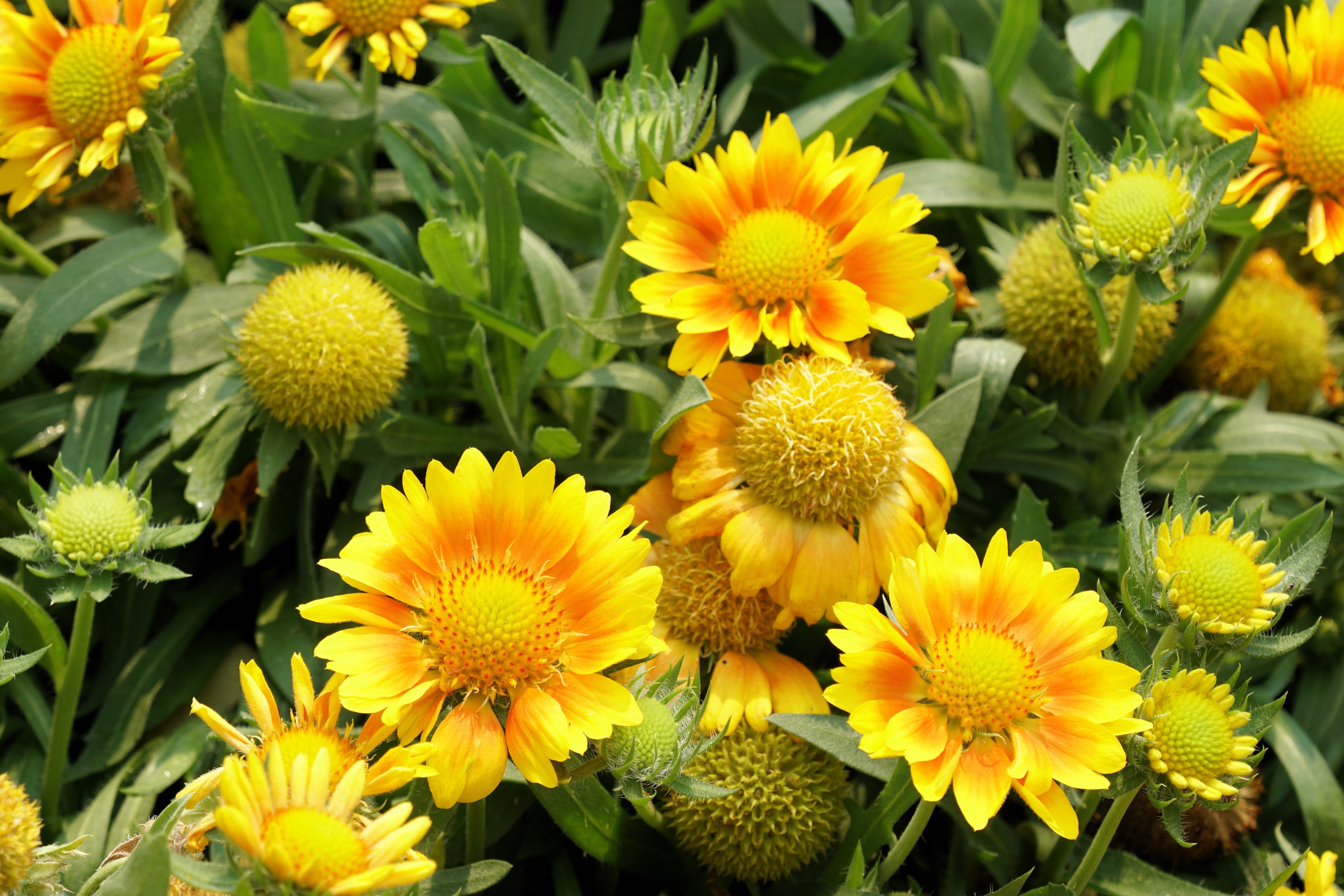 100 YELLOW GAILLARDIA (Blanket Flower / Indian Blanket) Gaillardia Aristata Flower Seeds