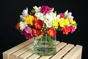5 ROYAL CHAMPION Mix FREESIA Mixed Colors Pink Blue Purple Yellow Red Orange Flower Seeds