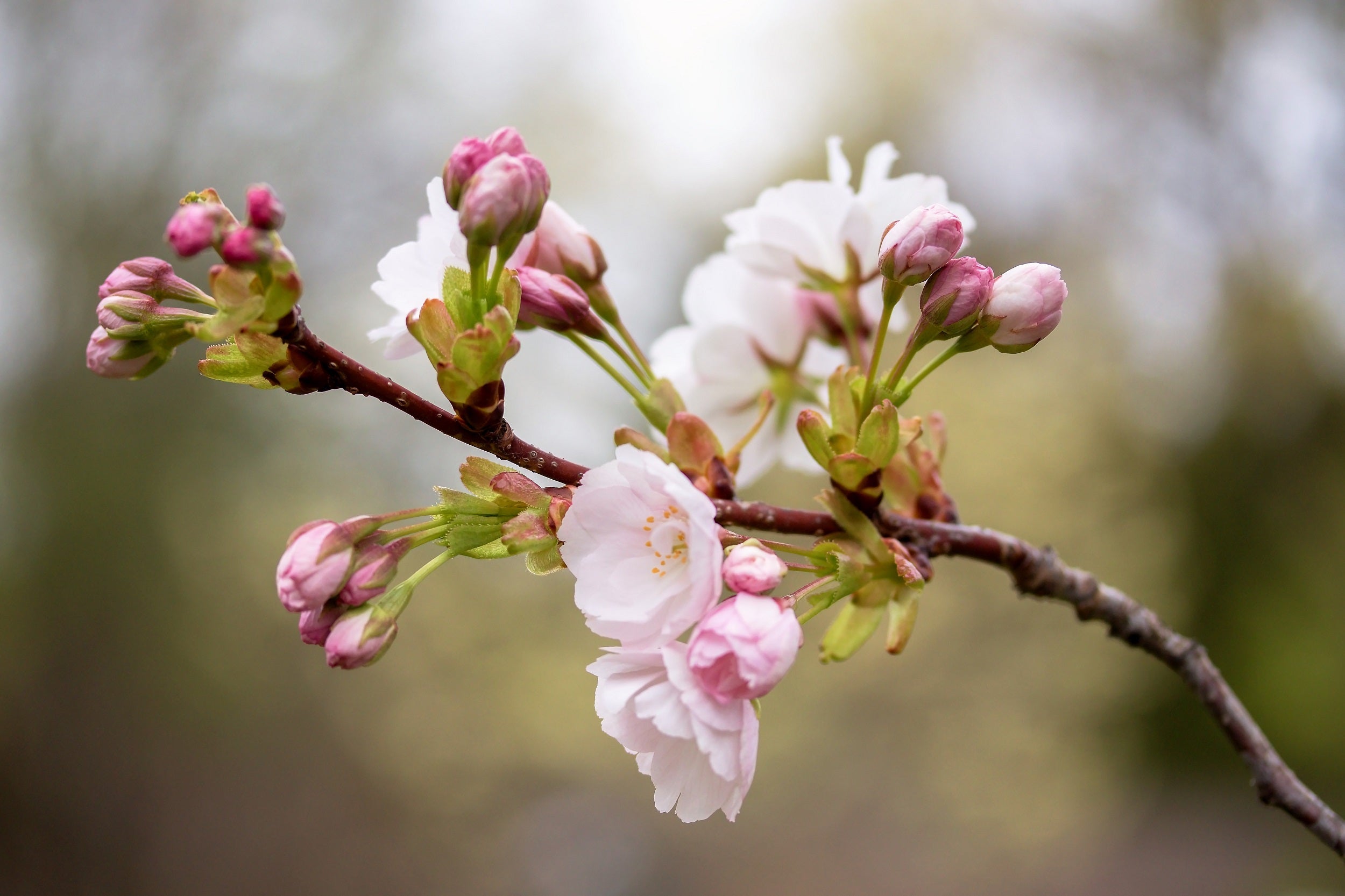10 Japanese MOUNTAIN CHERRY Hill Cherry Prunus Serrulata Spontanea Pink & White Flowers Red Fruit Tree Seeds