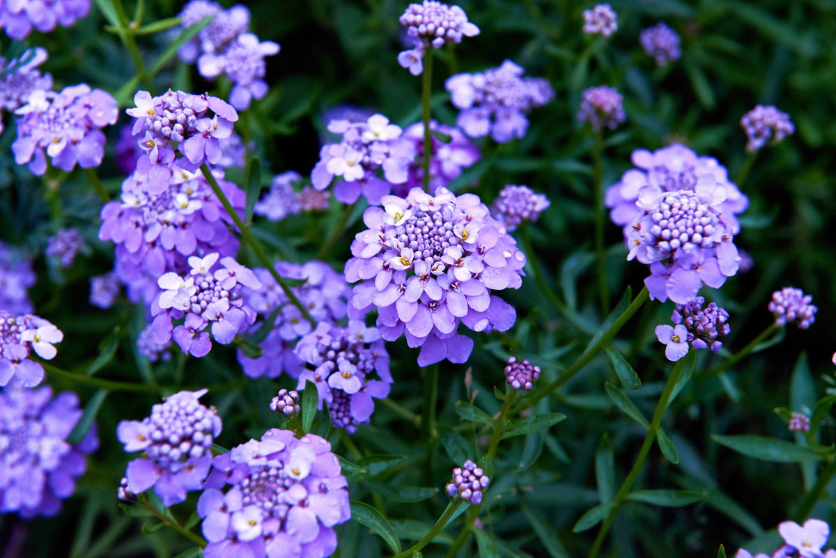 2000 Fairy DWARF MIX CANDYTUFT Iberis Umbellata Flower Seeds