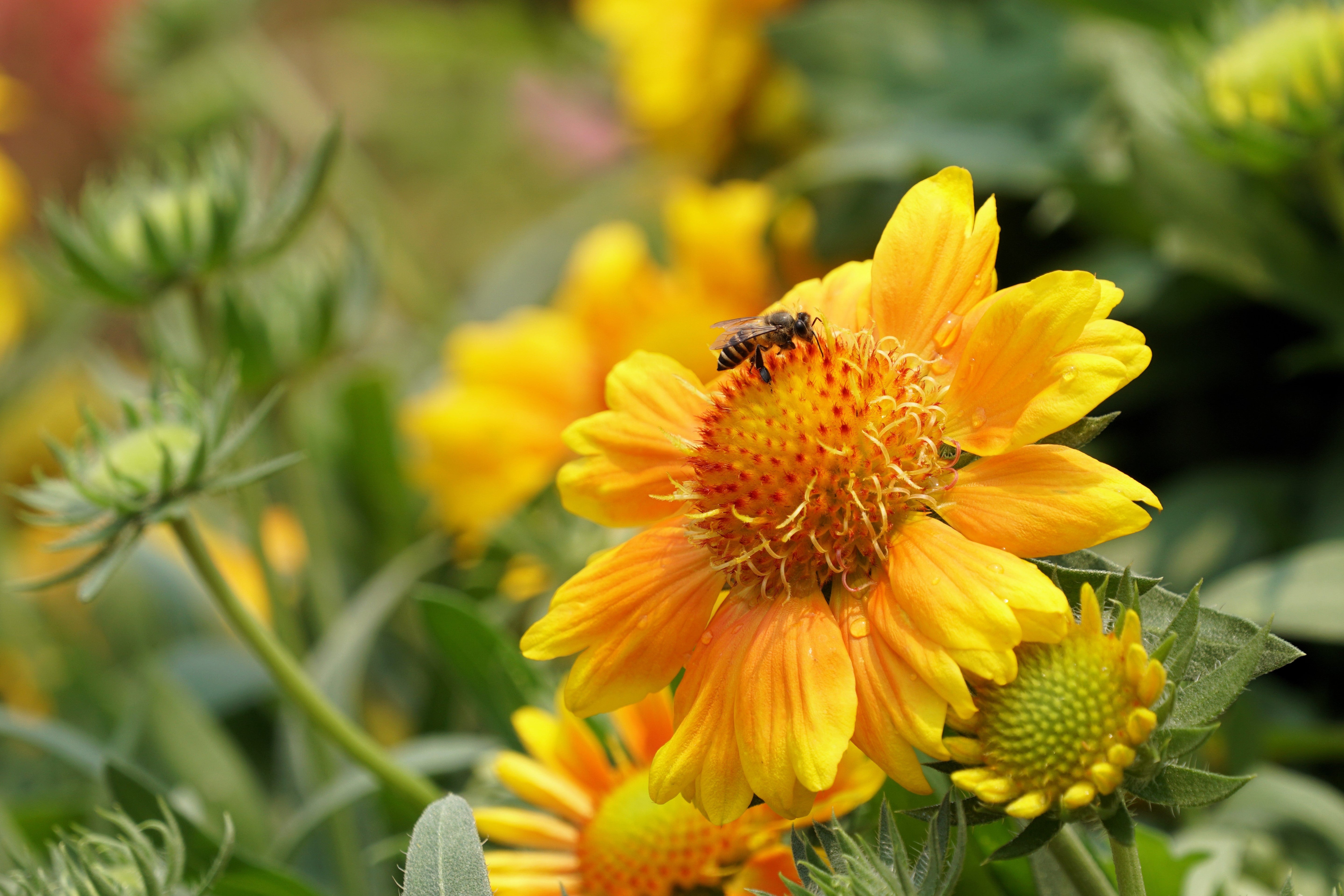 100 YELLOW GAILLARDIA (Blanket Flower / Indian Blanket) Gaillardia Aristata Flower Seeds