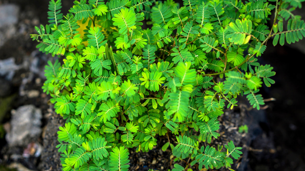 300 Yellow PARTRIDGE PEA (Sleeping Plant / Sensitive Pea) Chamaecrista Fasciculata Flower Seeds