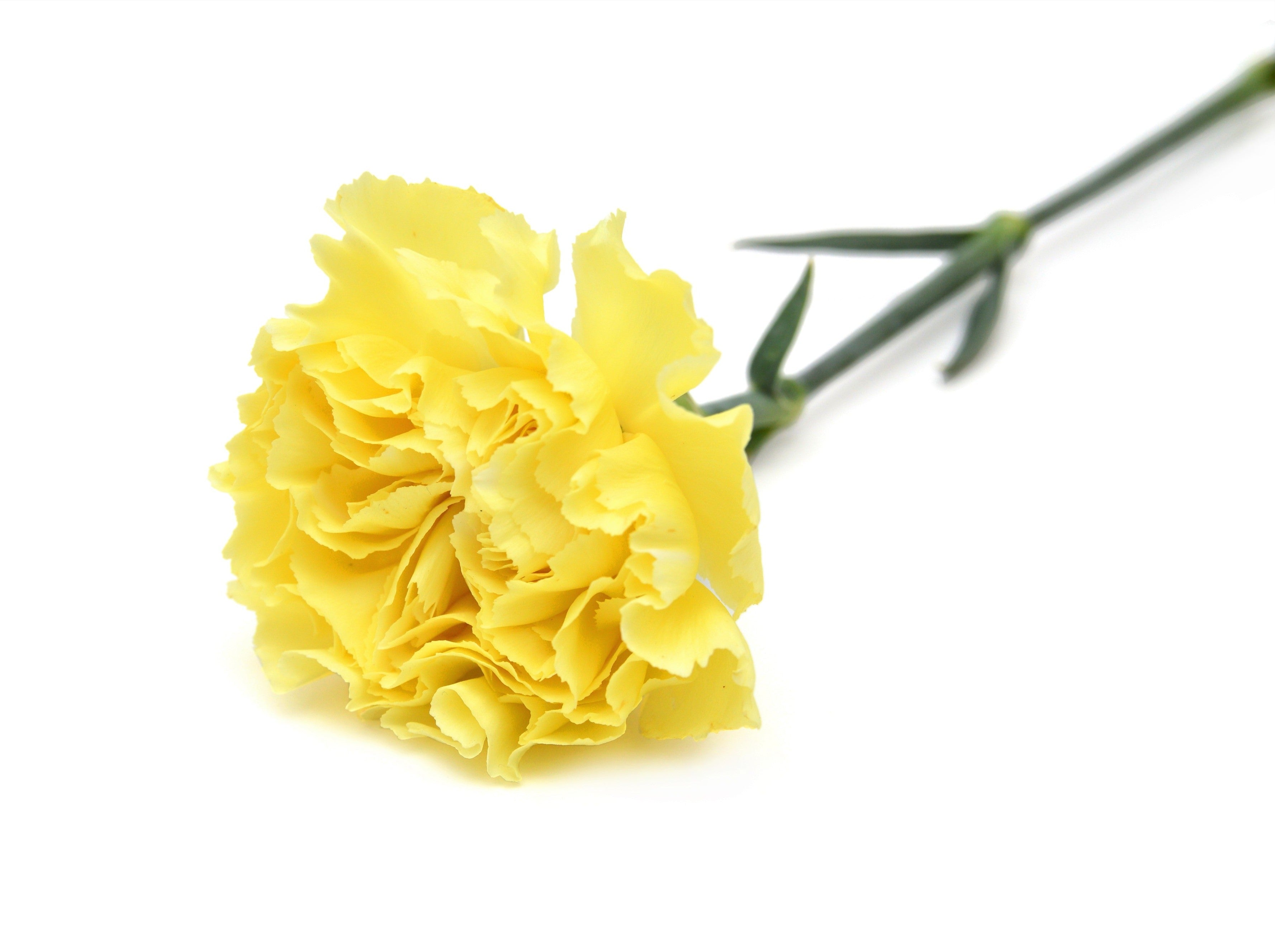 50 YELLOW CARNATION Dianthus Caryophyllus Grenadin Double Flower Seeds
