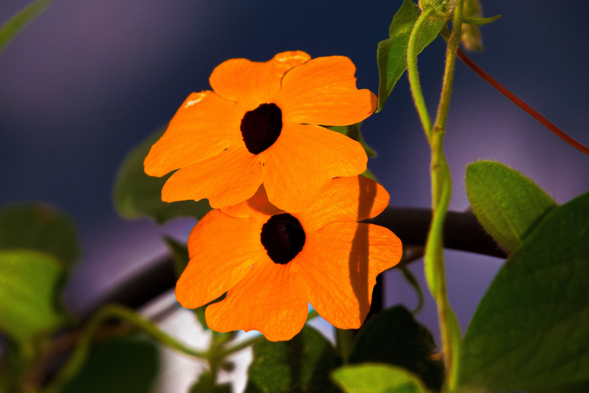 30 BLACK Eyed SUSAN VINE Thunbergia Alata Orange Yellow Black Flower Seeds