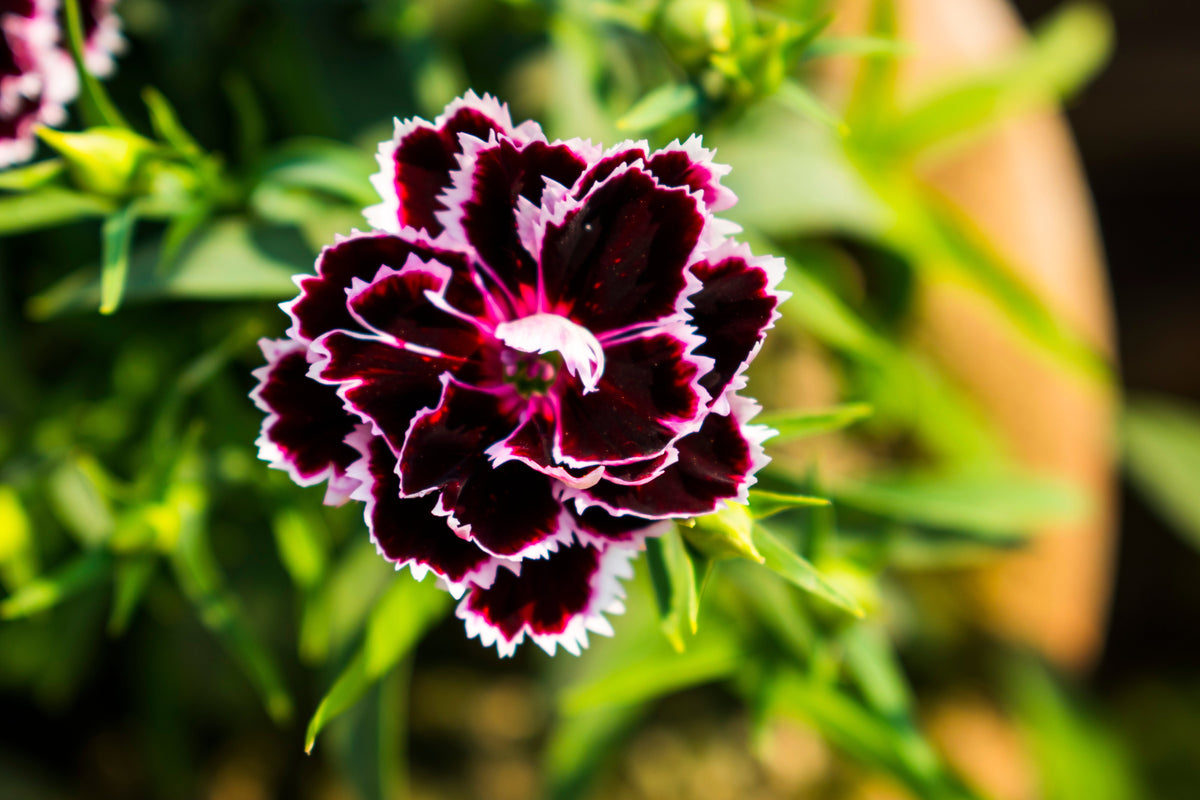 50 VELVET N LACE DIANTHUS Chinensis Black & White Flower Seeds