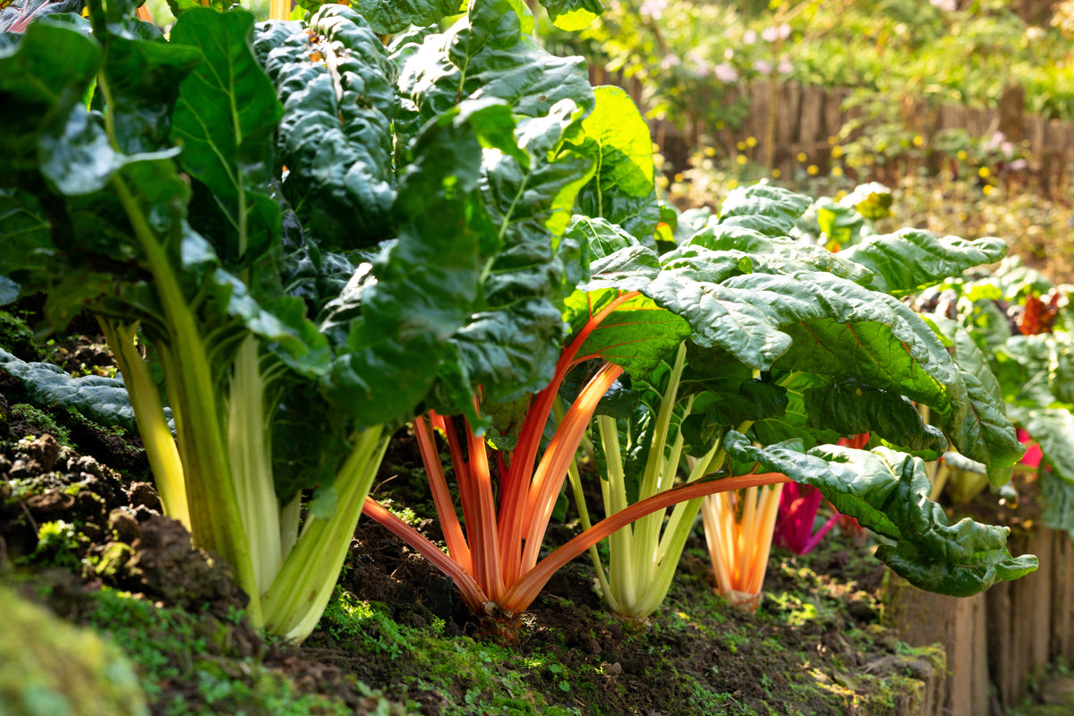 150 RAINBOW MIX SWISS CHARD Mixed Colors Beta Vulgaris Vegetable Seeds